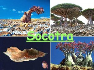 Socotra Socotra Island sovereignty of Yemen is located