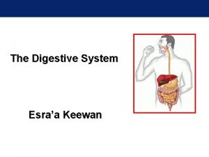 The Digestive System Esraa Keewan Function of the