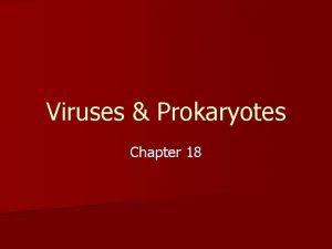 Viruses Prokaryotes Chapter 18 Viruses bacteria viroids and