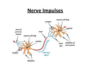 Nerve Impulses Neuron Physiology Action Potentials nerve impulses