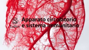 Apparato circolatorio e sistema immunitario Lapparato circolatorio formato