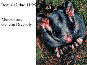 Bonus 2 due 1125 Meiosis and Genetic Diversity