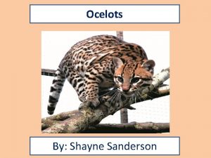 Ocelots By Shayne Sanderson Animal Facts Diet Description