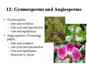 12 Gymnosperms and Angiosperms Gymnosperm Intro and evolution