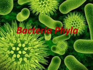 Bacteria Phyla Proteobacteria Largest and most diverse phylum