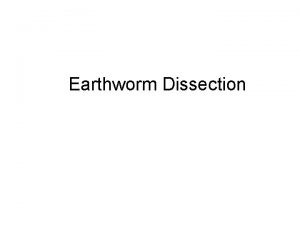 Earthworm Dissection Classification of Earthworm Kingdom Animalia Multicellular