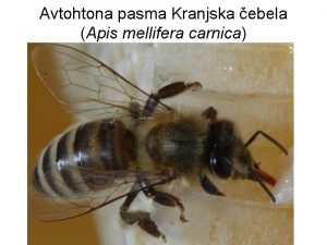 Avtohtona pasma Kranjska ebela Apis mellifera carnica Zgradba