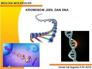 BIOLOGI MOLEKULER KROMOSOM GEN DAN DNA Anwari Adi