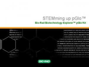 STEMming up p Glo BioRad Biotechnology Explorer p