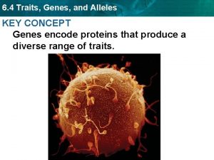 6 4 Traits Genes and Alleles KEY CONCEPT