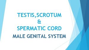 TESTIS SCROTUM SPERMATIC CORD MALE GENITAL SYSTEM REVIEW