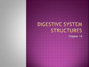 Chapter 14 Alimentary Canal Digests and absorbs food