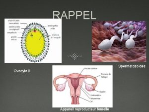 RAPPEL Spermatozodes Ovocyte II Appareil reproducteur femelle CHAPITRE