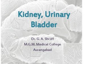 Kidney Urinary Bladder Dr G A Shroff M