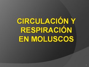 CIRCULACIN Y RESPIRACIN EN MOLUSCOS 1 Molusco Generalizado