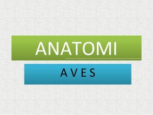 ANATOMI AVES Morfologi Columba livia Class Aves Subclass
