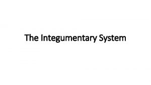 The Integumentary System The Integumentary System The Skin