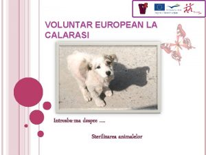 VOLUNTAR EUROPEAN LA CALARASI Intreabama despre Sterilizarea animalelor