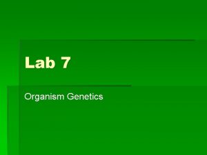 Lab 7 Organism Genetics Lab 7 Genetics of