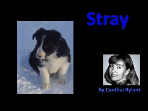 Stray By Cynthia Rylant Q uestion V isualize