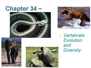 Chapter 34 n Vertebrate Evolution and Diversity Chordates