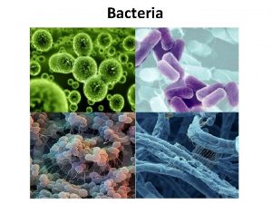 Bacteria Treatment for bacterial infection Bacterial infections are