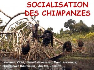 SOCIALISATION DES CHIMPANZES Carmen Vidal Benoit Goossens Marc