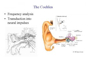 The Cochlea Frequency analysis Transduction into neural impulses