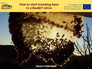 How to start breeding bees in a Bee