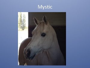 Mystic Over conditioned ponies and horses Considered over