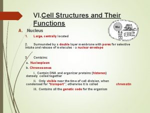 VI Cell Structures and Their Functions A Nucleus