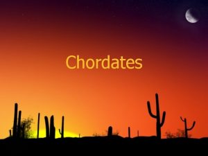 Chordates Chordates What is a chordate 1 Has