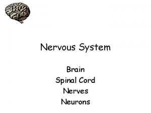 Nervous System Brain Spinal Cord Nerves Neurons Neurons