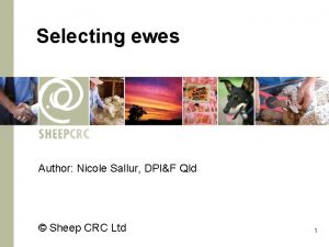 Selecting ewes Author Nicole Sallur DPIF Qld Sheep