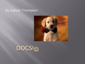 By Aaliyah Thompson DOGS What do dogs look