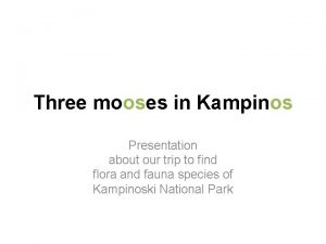 Three mooses in Kampinos Presentation about our trip