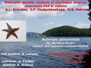 Moleculargenetic analysis of starfishes Asterias amurensis and A