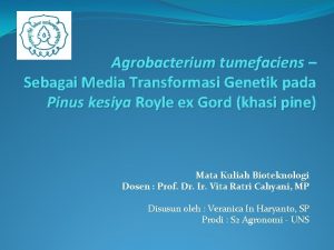 Agrobacterium tumefaciens Sebagai Media Transformasi Genetik pada Pinus