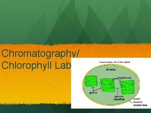 Chromatography Chlorophyll Lab Introduction Background Leaves are green