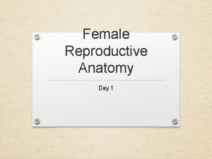 Female Reproductive Anatomy Day 1 Main Ideas Uterus