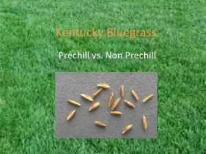 Kentucky Bluegrass Prechill vs Non Prechill AOSA Rules