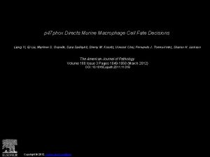 p 47 phox Directs Murine Macrophage Cell Fate