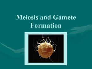 Meiosis and Gamete Formation Gametes Gametes sex cells