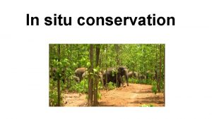 In situ conservation In situ conservation Conservation in