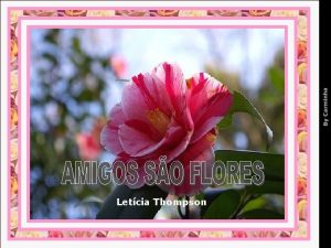 Letcia Thompson Amigos so flores plantadas ao longo