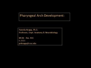 Pharyngeal Arch Development Pamela Knapp Ph D Professor