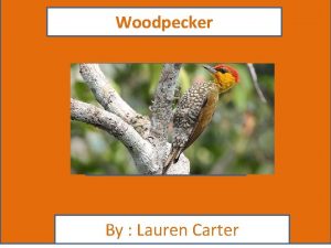 Woodpecker By Lauren Carter Animal Facts Description Woodpeckers