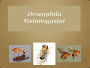 Drosophila Melanogaster q q Why work with Drosophila
