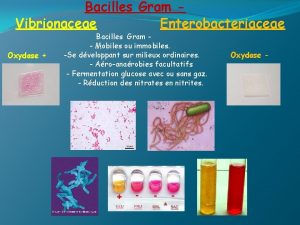 Bacilles Gram Vibrionaceae Enterobacteriaceae Oxydase Bacilles Gram Mobiles