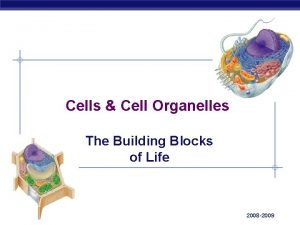 Cells Cell Organelles The Building Blocks of Life